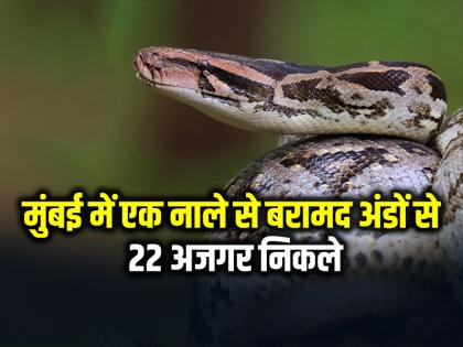 22 pythons hatched from eggs recovered from the drain, rock python species | नाले से बरामद अंडों से 22 अजगर निकले, रॉक पाइथन प्रजाति, मुंबई की घटना... 22 pythons hatched from eggs recovered from the drain, rock python species | नाले से बरामद अंडों से 22 अजगर निकले, रॉक पाइथन प्रजाति, मुंबई की घटना...