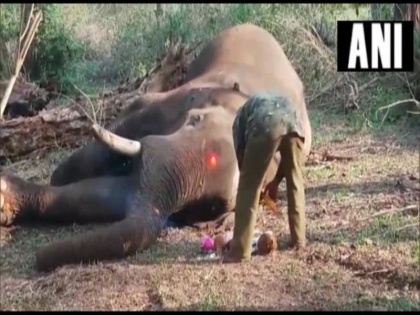 24 Elephants drink mahua liquor sleep for hours in Odisha Keonjhar District Jungle | ओडिशा: 24 हाथियों के झुंड ने पहली पी 'देसी शराब' फिर नशे में धुत्त होकर घंटों तक जंगल में सोते रहे- रिपोर्ट में दावा