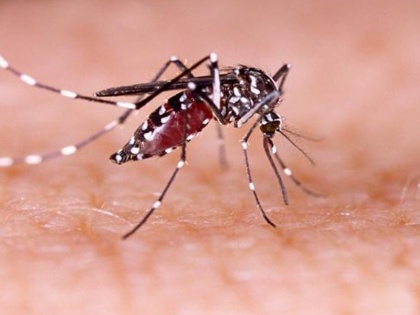 30 people die from dengue, affecting more than 14 thousand people across the country | डेंगू से 30 लोगों की मौत, देश भर में 14 हजार से अधिक लोग प्रभावित