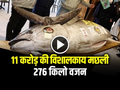 276 kg Giant Tuna Fish Auction rupees 11 crore in japan broke record | Viral News: 11 करोड़ की विशालकाय मछली, 276 किलो वजन, पढ़ें वायरल खबर... 276 kg Giant Tuna Fish Auction rupees 11 crore in japan broke record | Viral News: 11 करोड़ की विशालकाय मछली, 276 किलो वजन, पढ़ें वायरल खबर...