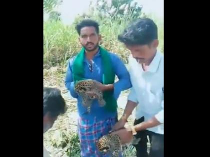 Karnataka Villagers were seen playing with leopard cubs in their lap you will get goosebumps after watching the video | कर्नाटक: तेंदुए के बच्चों को गोद में उठाकर खेलते नजर आए ग्रामीण, वीडियो देख खड़े हो जाएंगे आपके रोंगटे