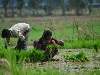 Bihar patna Coronavirus lockdown Paddy sowing continues epidemic women singing songs of villages | महामारी के बीच जारी है धान की रोपनी, महिलाएं गीत गाकर गुलजार कर रही हैं गांवों की तस्वीर