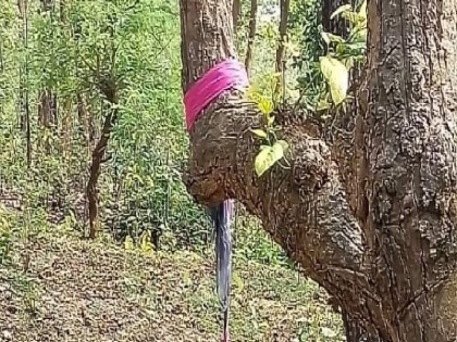 Jharlhand BJP leader daughter found hanging from tree with eye gouged out, | झारखंड में भाजपा नेता की बेटी के साथ हैवानियत, रेप के बाद आंख निकाल पेड़ पर लटकाया शव