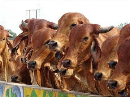 Madhya Pradesh passes law against cow vigilantism | मध्य प्रदेश: गोरक्षा के नाम पर हिंसा या मॉब लिंचिंग पर सख्त कमलनाथ सरकार, 5 साल तक की सजा वाला विधेयक पारित