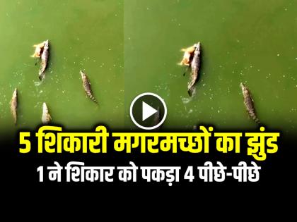 5 Crocodiles in Vishwamitri River Caught a Animal in mouth see video | VIDEO: 5 शिकारी मगरमच्छों का झुंड, 1 ने शिकार को पकड़ा 4 पीछे-पीछे, देखें वीडियो 5 Crocodiles in Vishwamitri River Caught a Animal in mouth see video | VIDEO: 5 शिकारी मगरमच्छों का झुंड, 1 ने शिकार को पकड़ा 4 पीछे-पीछे, देखें वीडियो