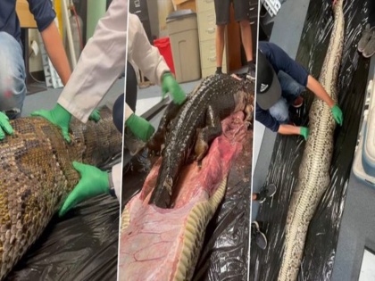 5 feet big dead alligator came out 18 feet long python's stomach doctors florida surprised Watch video | देखें वीडियो: 18 फुट लंबे अजगर का पेट था बहुत फुला, काटने पर निकला 5 फुट बड़ा मरा हुआ घड़ियाल, डॉक्टर भी हुए हैरान