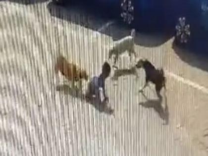 5-year-old boy dies due to attack and bite by 3 dogs in Telangana Nizamabad clip goes viral | वीडियो: 3 कुत्तों के हमले और काटने के कारण 5 साल के बच्चे की चली गई है जान, क्लिप हुआ वायरल