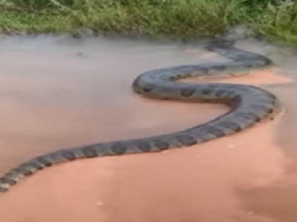 viral snake video 50 foot anaconda crossing river in brazil | नदी में तैरता दिखा 50 फुट से भी लंबा विशालकाय सांप, देखें दंग कर देने वाला वीडियो