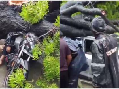 Why life-giving trees also becoming deadly now 50 year old Kalkaji planted Neem tree blog Pankaj Chaturvedi | जीवनदायी पेड़ भी अब क्यों बनते जा रहे हैं जानलेवा?, आखिर क्या है वजह