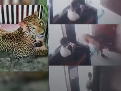 Malegaon Leopard Viral Video cctv camera viral video Mohit Ahire | Viral Video: बच्चे की बहादुरी के आगे तेंदुआ खा गया मात, सीसीटीवी में कैद हुआ हैरान कर देने वाला वीडियो