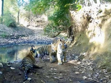 58th Tiger Reserve Madhav Tiger Reserve Madhya Pradesh PM Modi said- “Wonderful news for wildlife lovers” | 58th Tiger Reserve: मध्य प्रदेश का माधव बाघ अभयारण्य?, पीएम मोदी बोले-‘‘वन्यजीव प्रेमियों के लिए अद्भुत खबर’’ 58th Tiger Reserve Madhav Tiger Reserve Madhya Pradesh PM Modi said- “Wonderful news for wildlife lovers” | 58th Tiger Reserve: मध्य प्रदेश का माधव बाघ अभयारण्य?, पीएम मोदी बोले-‘‘वन्यजीव प्रेमियों के लिए अद्भुत खबर’’