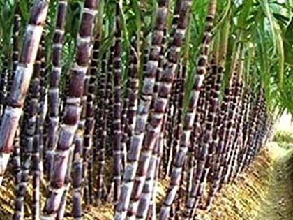 Government talks about doubling the income of farmers, but sugarcane farmers have not been given dues | सरकार किसानों की आय दोगुना करने की बात करती है, लेकिन गन्ना किसानों का बकाया नहीं दिया गया