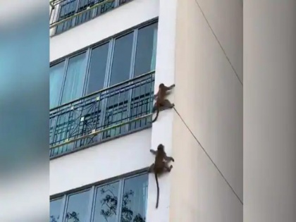 harsh goenka shares clip of monkeys climbing down buliding fuuny video video goes viral | ऊंची इमारत से बिना किसी सहारे के फिसलकर ऐसे उतरे बंदर, कलाकारी देखकर हैरान रह गए लोग, वीडियो वायरल
