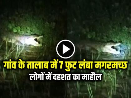 7 Foot Long Crocodile Enters in Village Pond, Forest Officials Rescue the Reptile | VIDEO: गांव के तालाब में 7 फुट लंबा मगरमच्छ, लोगों में दहशत का माहौल, देखें वीडियो