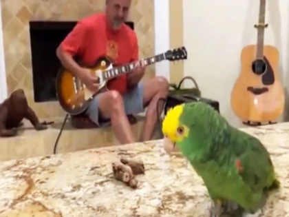 Parrot sing classical music by the beatles on guitar people love it viral video | गिटार की धुन पर सुरीले आवाज में गाता है ये तोता, गाना सुनकर आप भी होंगे हैरान, वीडियो वायरल