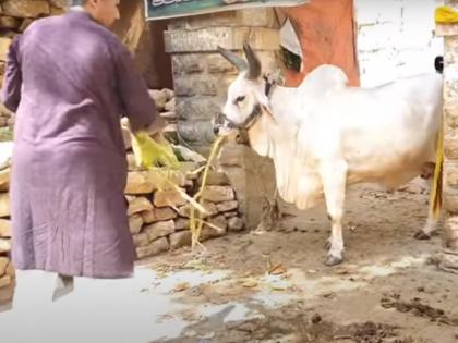 मंदिर में पहुचकर गौ सेवा करते दानिश कनेरिया।