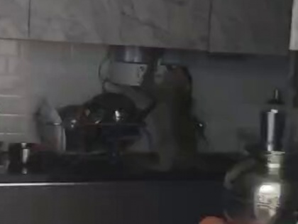 Bengaluru monkey drink water purifier video viral | Bengaluru: प्यास बुझाने के लिए किचन में घुसा बंदर, ऐसे मिटी प्यास, देखें वीडियो