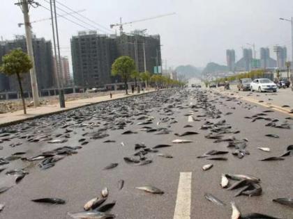 the weird rains in the world and 7 Weird Things That Have Fallen From the Sky | इन देशों में पानी की नहीं बल्क‌ि केकड़ों, मकड़ियों और मछलियों की होती है बारिश