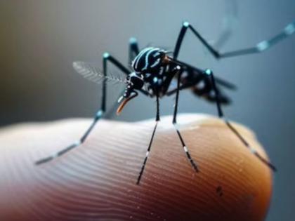 Bengaluru Dengue Cases 1000 Haveri Shivamogga Chikkamagaluru Mysuru Chitradurga | Bengaluru Dengue Cases: 3 सप्ताह में डेंगू के मामले 1,000 के पार, जानिए क्यों बढ़े इतने मामले