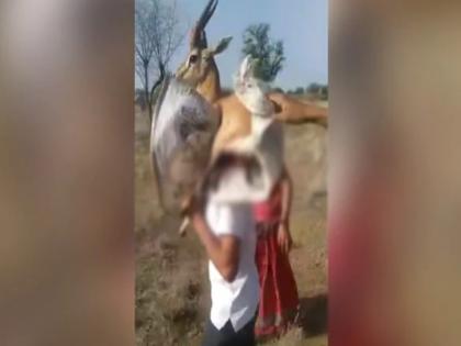 chinkara life saved by man shared by ifs officer interent loves it see viral video | घायल चिंगारा को कंधे पर उठाकर इलाज के लिए ले गया शख्स , लोगों ने जमकर की तारीफ, वीडियो वायरल chinkara life saved by man shared by ifs officer interent loves it see viral video | घायल चिंगारा को कंधे पर उठाकर इलाज के लिए ले गया शख्स , लोगों ने जमकर की तारीफ, वीडियो वायरल