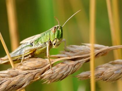 टिड्डी दल भारत के कई राज्यों में आंतक मचा चुका है।