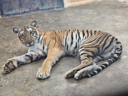 Bengaluru Forest department saved the tiger from people | बेंगलुरु: वन विभाग ने लोगों से बाघ को बचाया, लोगों ने पत्थरों और लकड़ी के डंडों से हमला किया था