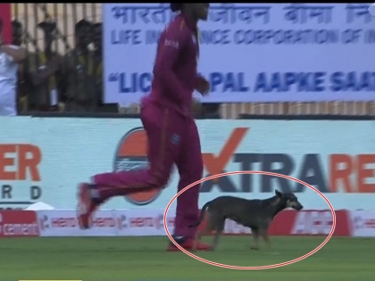 India vs West Indies, 1st ODI: dog running around on the field amid great cheers from the crowd | IND vs WI: जब मैदान में घुस आया कुत्ता, रोकना पड़ गया मैच