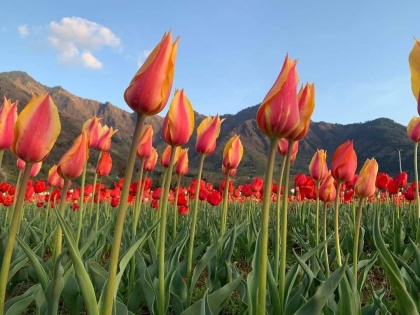 Asia's largest tulip garden opened public after two years PM narendra Modi tweeting jammu kashmir | एशिया का सबसे बड़ा ट्यूलिप गार्डन जनता के लिए दो साल बाद खुला, जानें पीएम मोदी ने ट्वीट कर क्या कहा...