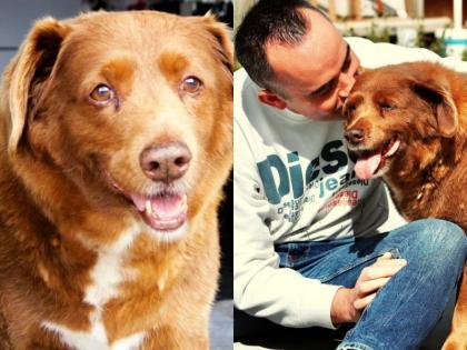 World's oldest dog Bobby died 100 special guests came on his birthday | World Oldest Dog Died: दुनिया के सबसे बुजुर्ग डॉग बॉबी की हुई मृत्यु, जन्मदिन पर आए थे स्पेशल 100 गेस्ट