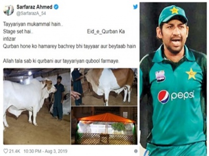 Pakistan captain Sarfaraz Ahmed draws flak on Twitter for posting ‘Qurbani’ picture ahead of Eid | ईद से पहले पाकिस्तानी कप्तान सरफराज अहमद ने शेयर की तस्वीरें, बोले- तैयारियां मुकम्मल हैं...