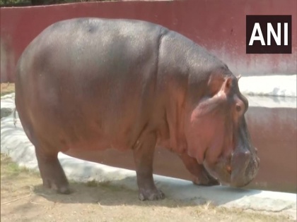 a hippo swallows 2 years boy first then womit him back out uganda Katwe Kabator viral news | युगांडा के एक झील के पास खेल रहा था 2 साल का बच्चा, इतने में एक दरियाई घोड़ा आया और उसे जिंदा निगल लिया