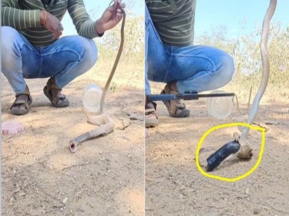 A small snake swallowed a big plastic pipe thinking it to be food watch the viral clip | वीडियो: खाना समझकर छोटे से सांप ने निगल लिया बड़ा प्लास्टिक का पाइप, शख्स ने ऐसे बचाई स्नेक की जान, देखें वायरल क्लिप