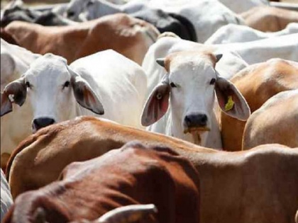 Mahavir Jayanti Haryana Urban Local Bodies Minister Kavita Jain has directed closure of all slaughterhouses | हरियाणा: महावीर जयंती पर बूचड़खाने खाने बंद, अंडा बिक्री पर भी रोक