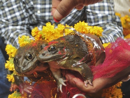 Frogs marriage to please rain gods after week Divorced to End in MP | बारिश के लिए कराई थी मेंढक-मेंढकी की शादी, अब आई तलाक की नौबत