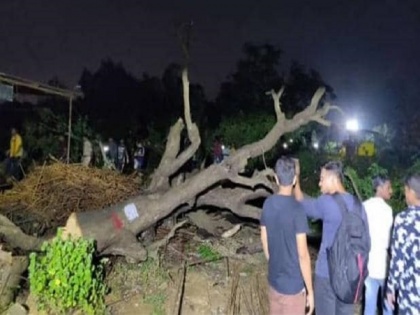 Where are fake environment lovers: Congress, NCP slam Shiv Sena, BJP for Felling of trees in Mumbai Aarey | मुंबई में पेड़ों की कटाई को लेकर कांग्रेस, एनसीपी का शिवसेना-बीजेपी पर हमला, पूछा, 'कहां हैं फर्जी पर्यावरण प्रेमी'