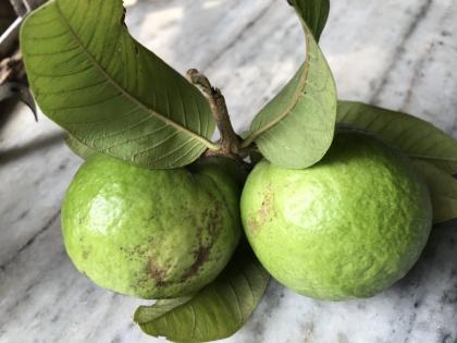 eating in the empty stomach guava in morning will be most beneficial add in your diets know benefits side effects of guava | सुबह खाली पेट अमरूद के फायदे जानकर चौंक जाएंगे, आज से ही डाइट में करें इसे शामिल, जानें Guava के फायदे-नुकसान