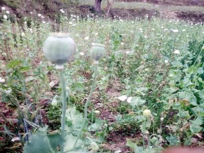 Kashmiris getting cultivation got ultimatum to destroy crop | अफीम की खेती से 'मालामाल' हो रहे कश्मीरियों को मिला फसल नष्ट करने का अल्टीमेटम Kashmiris getting cultivation got ultimatum to destroy crop | अफीम की खेती से 'मालामाल' हो रहे कश्मीरियों को मिला फसल नष्ट करने का अल्टीमेटम