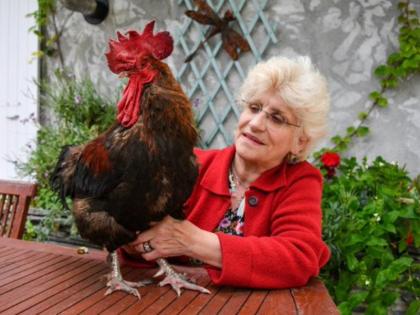 French rooster Maurice wins battle, court and millions in support of Bang | मुर्गे को कानूनी लड़ाई में दो साल बाद मिली जीत, फ्रांस में राष्ट्रीय बहस का मुद्दा बन गया था मॉरिस का मुकदमा
