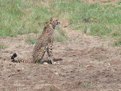 South Africa India sign agreement to introduce Cheetahs over next decade | नामीबिया के बाद अब दक्षिण अफ्रीका से भारत आएंगे चीते, दोनों देशों बीच हुआ समझौता, जानें कब से शुरू होगा प्रोजेक्ट