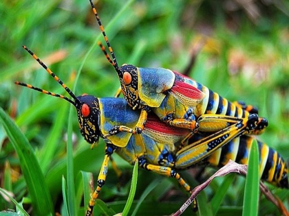 The danger of African grasshopper for Rajasthan | पंकज चतुर्वेदी का ब्लॉग: अफ्रीकी टिड्डों का मंडराता खतरा