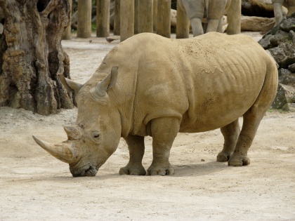 102 Rhinoceros deaths have been records from 2008: RTI | 2008 से 102 गैण्डों की हो चुकी है मौत, 209 शिकारी हुये गिरफ्तार, आरटीआई से हुआ खुलासा