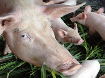 African Swine Fever 95 pigs were killed as a precaution in Kannur 300 plus killed and buried in Wayanad | African Swine Fever: कन्नूर में एहतियातन 95 सूअरों को मारा गया, वायनाड में 300 से अधिक को मारकर दफनाया जा चुका है