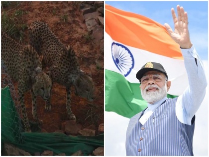 after 50 days PM Modi expressed happiness after leaving 2 namibia cheetahs mp big enclosure shared video | ‘बहुत अच्छी खबर’-50 दिन बाद 2 चीतों को बड़े बाड़े में छोड़ने पर पीएम मोदी ने जताई खुशी, शेयर किया वीडियो
