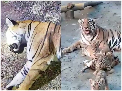 After t18 mother death aunt t28 tigress became support 3 orphaned cubs taking care mp sindhi sanjay dubri national park | MP: मां की मौत के बाद 'मौसी' बाघिन बनी 3 अनाथ शावकों का सहारा, ऐसे कर रही है देखभाल