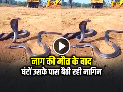 After the Death of the Snake, The Female Snake Remained Sitting Near it for Hours watch video | नाग की मौत के बाद घंटों उसके पास बैठी रही नागिन, जेसीबी मशीन से कुचलेने के कारण हुई मौत, देखें वीडियो After the Death of the Snake, The Female Snake Remained Sitting Near it for Hours watch video | नाग की मौत के बाद घंटों उसके पास बैठी रही नागिन, जेसीबी मशीन से कुचलेने के कारण हुई मौत, देखें वीडियो
