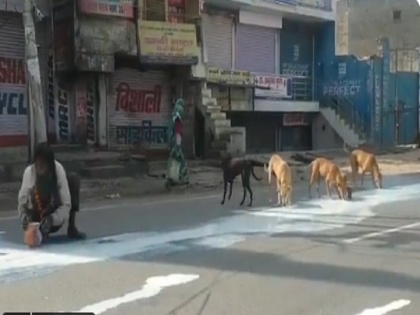 videos Man and Dogs Sharing Spilt Milk In Agra Shows Lockdown Desperation | ...जब सड़क पर बिखरे दूध को इंसान और कुत्ते एक साथ पीने लगे, देख कर आपकी आंखें हो जाएगी नम