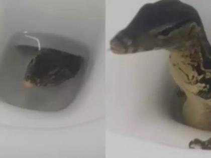 British man Jason Kingman girlfriend Chantima Chairisuk was upset due fear finding such big lizard toilet thailand video viral | टॉयलेट में इतनी बड़ी छिपकली के मिलने से ब्रिटिश शख्स की गर्लफ्रेंड का डर के मारे हुआ बुरा हाल, ऐसे बनाया वीडियो