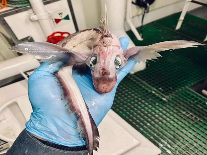 Russian fisherman Roman Fedortsov caught a strange looking creature in the Norwegian Sea Internet user called Jib a baby dragon | Photo: नॉर्वेयिन सागर में रूसी मछुआरे को मिला विचित्र दिखने वाला एक जीव, इंटरनेट यूजर ने बताया जीब को 'बेबी ड्रैगन'
