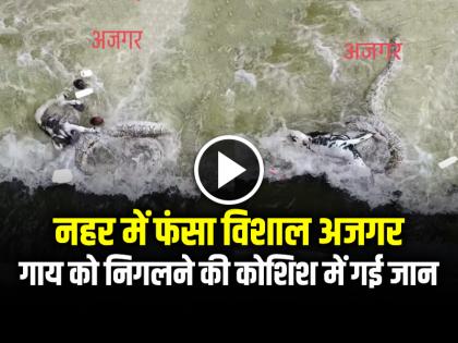 Ajgar Ke Paani Me Doobne Ka Video Viral Giant Python Died while trying to swallow a cow | VIDEO: नहर में फंसा विशाल अजगर, गाय को निगलने की कोशिश में गई जान, देखें वीडियो