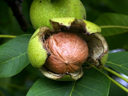 diet tips: walnuts benefits for cancer depression and anxiety | डिप्रेशन, ब्रेस्ट कैंसर के लक्षणों को 2 हफ्ते में खत्म कर सकता है ये फल, घुटने भी बनते हैं मजबूत